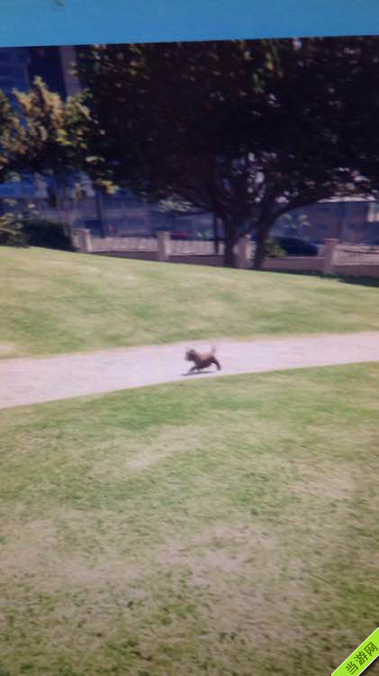 侠盗猎车手5GTA5暖心小细节 ——一只给主人献花的小狗1