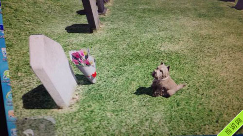 侠盗猎车手5GTA5暖心小细节 ——一只给主人献花的小狗3