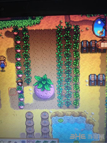 星露谷物语怎么种植与收获巨型植物详细攻略1