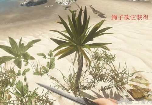 荒野求生截图7