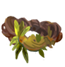净化戒指1