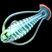 刺头鱼