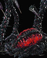 Qliphoth root图片