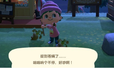 动物之森苍蝇