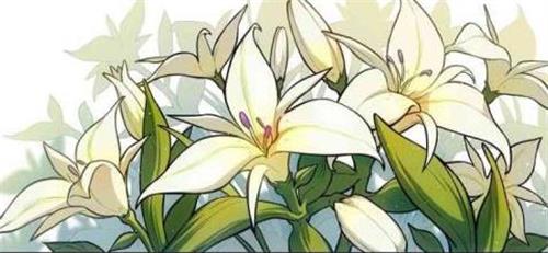 原神手游塞西莉亚花在哪里
