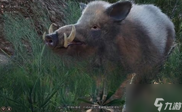 博德之门3野猪跑了怎么办,博德之门3野猪跑了解决方法