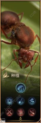 小小蚁国蚁后升级前置表 蚁后习性怎么选择
