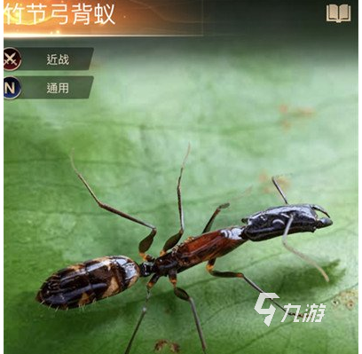 小小蚁国全运输蚁阵容怎么搭配 全运输蚁阵容搭配方法详解