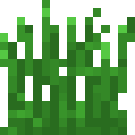 [植物和其他]小麦种子