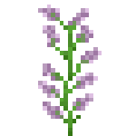 [植物和其他]花
