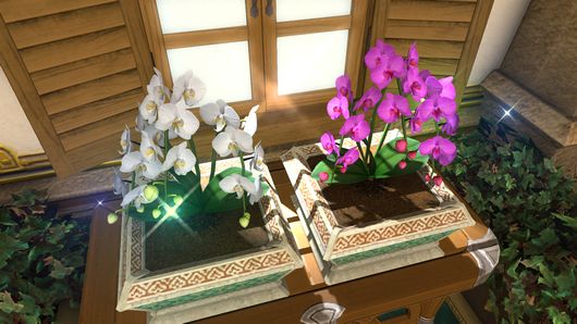 FF14蝴蝶兰幼苗在哪买