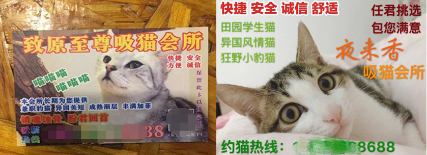 《怪物猎人OL》人物传记系列  “吸猫会所”CEO——猫婆婆