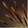 《DOTA2》钢背兽入门指南